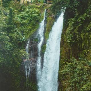 iPhone 12 forest wallpaper