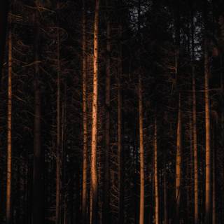 iPhone 12 forest wallpaper