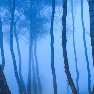 iPhone 12 forest wallpaper