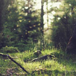 iPhone 12 forest wallpaper