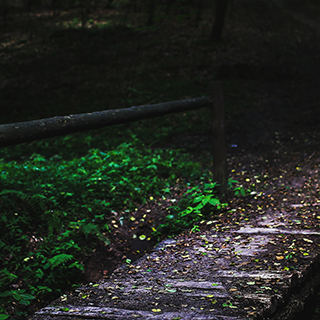 iPhone 12 forest wallpaper