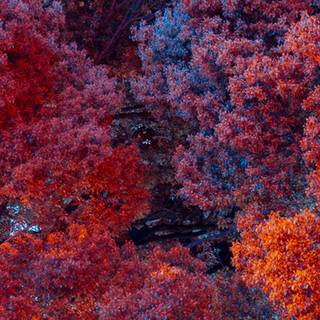 iPhone 12 forest wallpaper