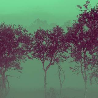 iPhone 12 forest wallpaper