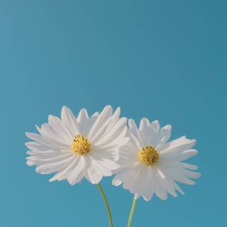 Blue sky iPhone wallpaper