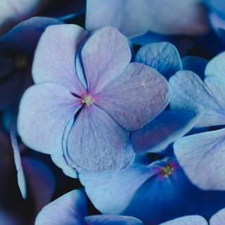 iPhone flower blue wallpaper