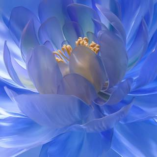 iPhone flower blue wallpaper