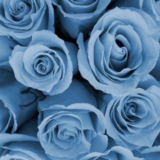 iPhone flower blue wallpaper