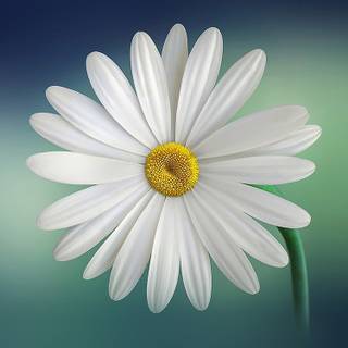 iPhone flower blue wallpaper