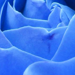 iPhone flower blue wallpaper