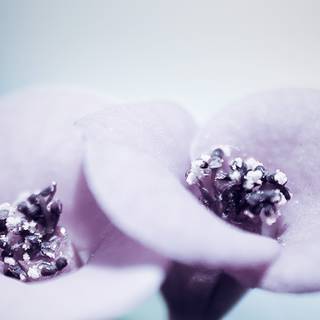 iPhone flower blue wallpaper