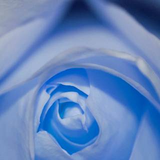 iPhone flower blue wallpaper