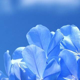 iPhone flower blue wallpaper