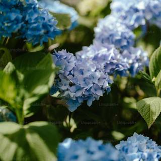 iPhone flower blue wallpaper