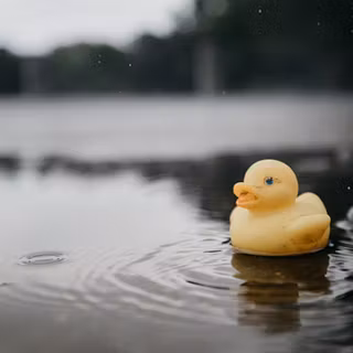 Duck PC wallpaper