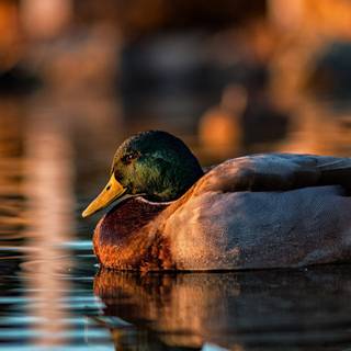 Duck PC wallpaper