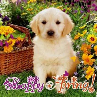 Happy spring dog wallpaper