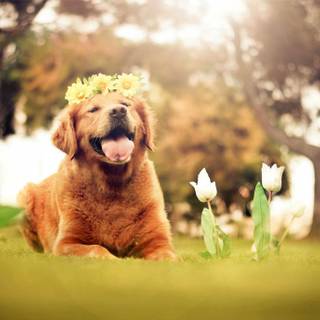 Happy spring dog wallpaper