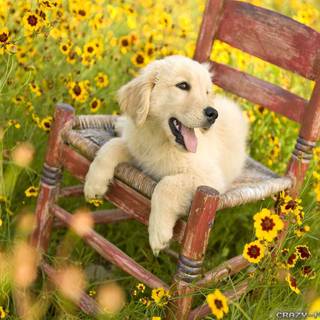 Happy spring dog wallpaper