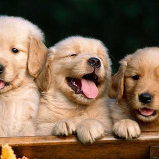 Happy spring dog wallpaper