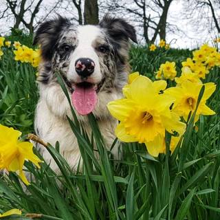 Happy spring dog wallpaper