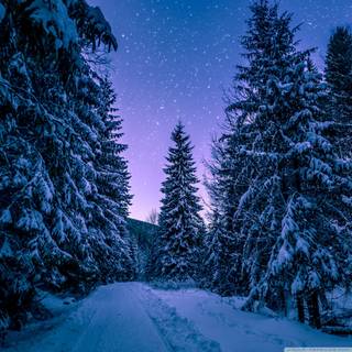 Night winter street wallpaper