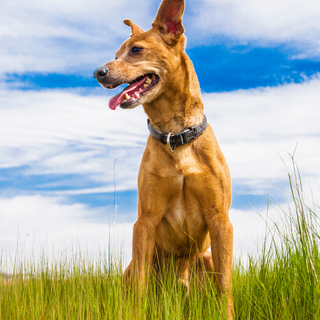 Happy spring dog wallpaper