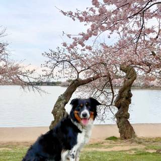 Happy spring dog wallpaper