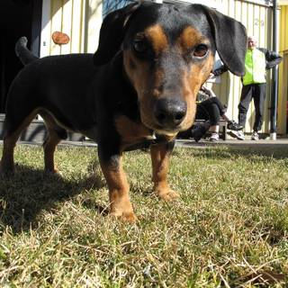 Happy spring dog wallpaper