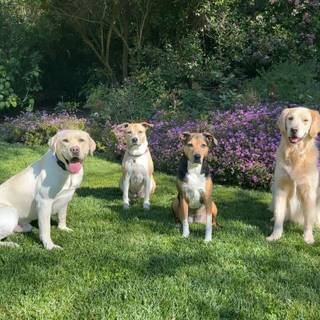 Happy spring dog wallpaper