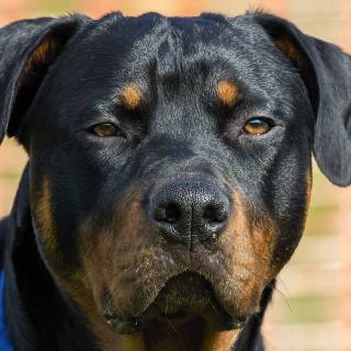 Rottweiler dark wallpaper