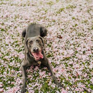 Happy spring dog wallpaper