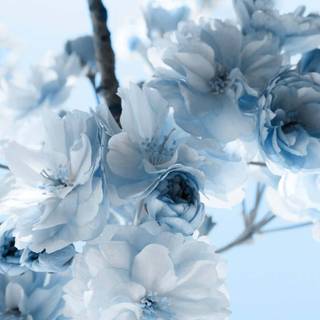 Blue and white aesthetic wallpaper