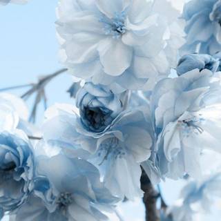 Blue and white aesthetic wallpaper