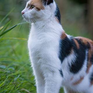 Cats of Calico wallpaper