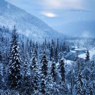 Alaska winter forest wallpaper