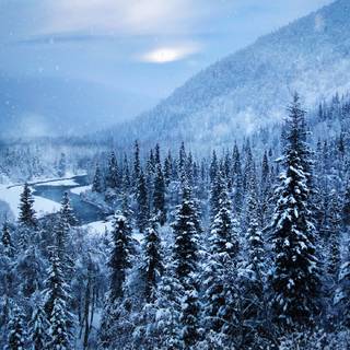 Alaska winter forest wallpaper