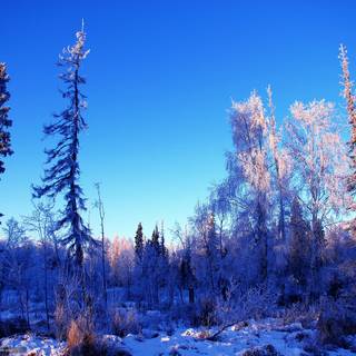 Alaska winter forest wallpaper