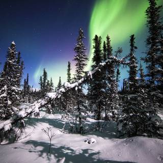 Alaska winter forest wallpaper