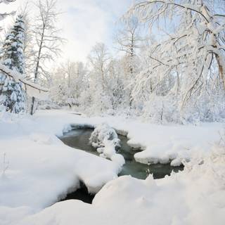 Alaska winter forest wallpaper