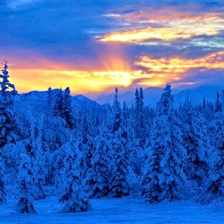 Alaska winter forest wallpaper