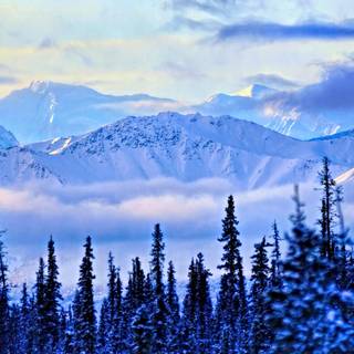 Alaska winter forest wallpaper
