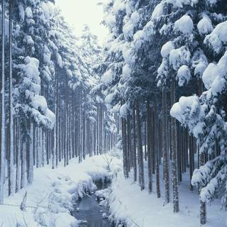 Alaska winter forest wallpaper