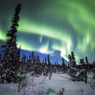 Alaska winter forest wallpaper