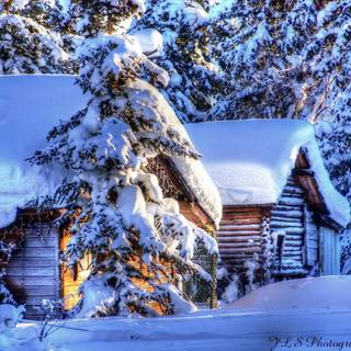 Alaska winter forest wallpaper