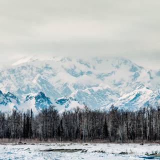 Alaska winter forest wallpaper