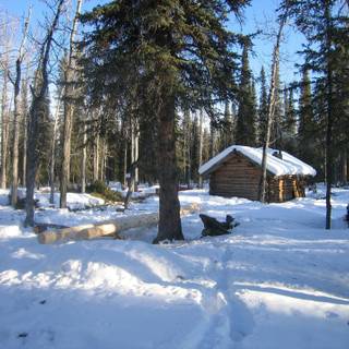 Alaska winter forest wallpaper