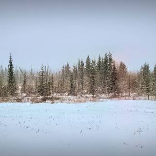 Alaska winter forest wallpaper