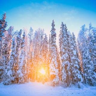 Alaska winter forest wallpaper