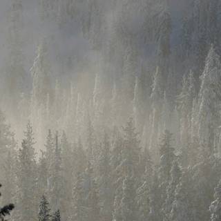 Alaska winter forest wallpaper