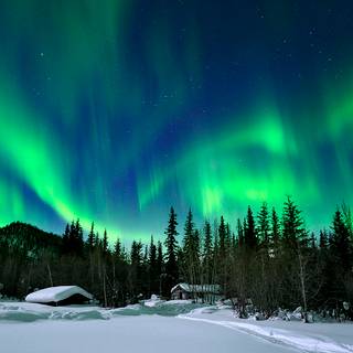 Alaska winter forest wallpaper
